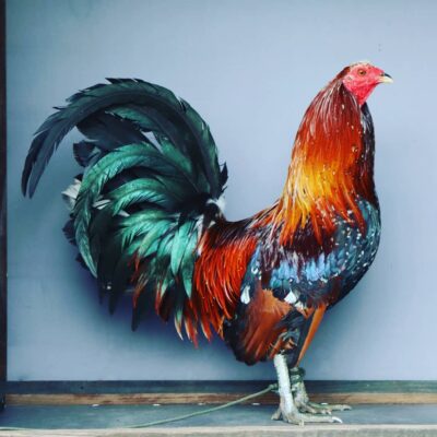 Buy Fighting Roosters